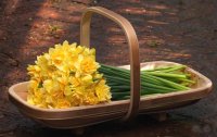 Daffodil Trug